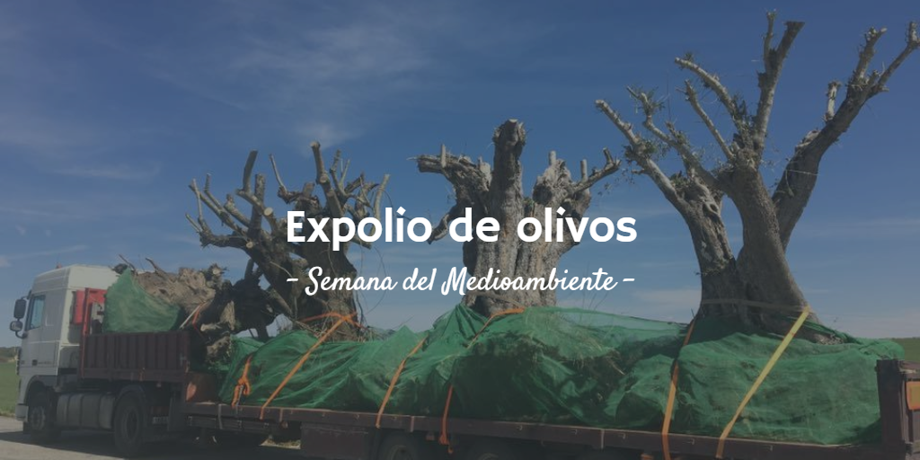 Imagen destacada del artículo ¿Qué es el expolio de olivos?