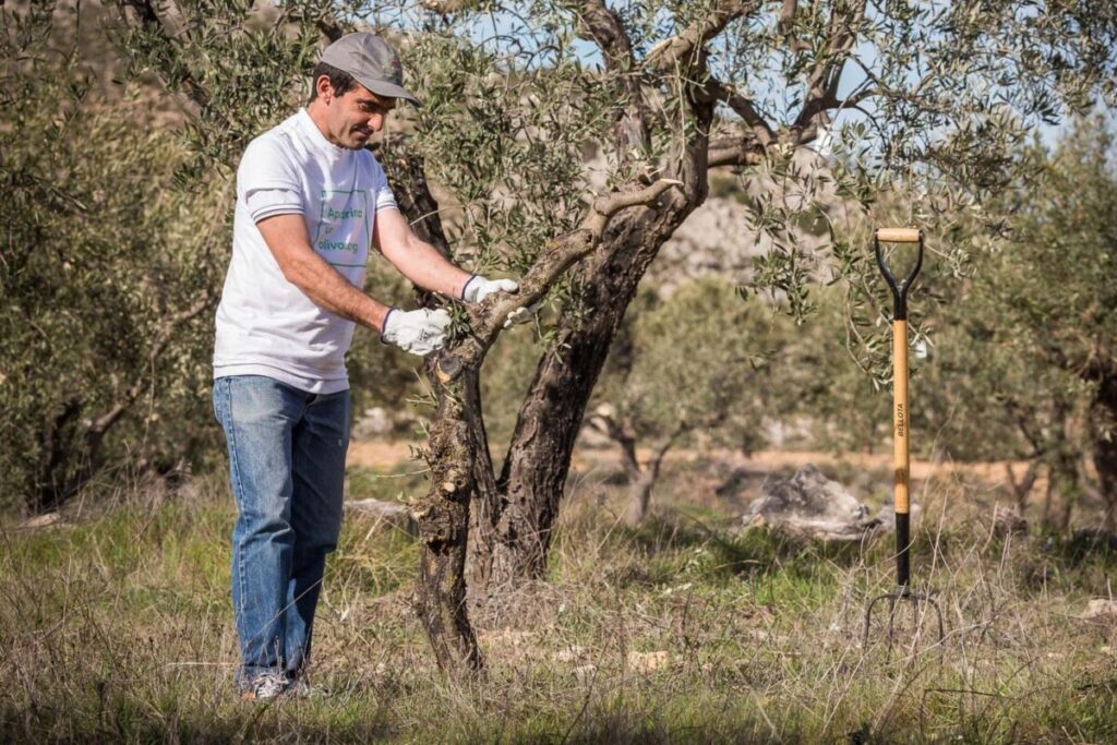 Olivar tradicional