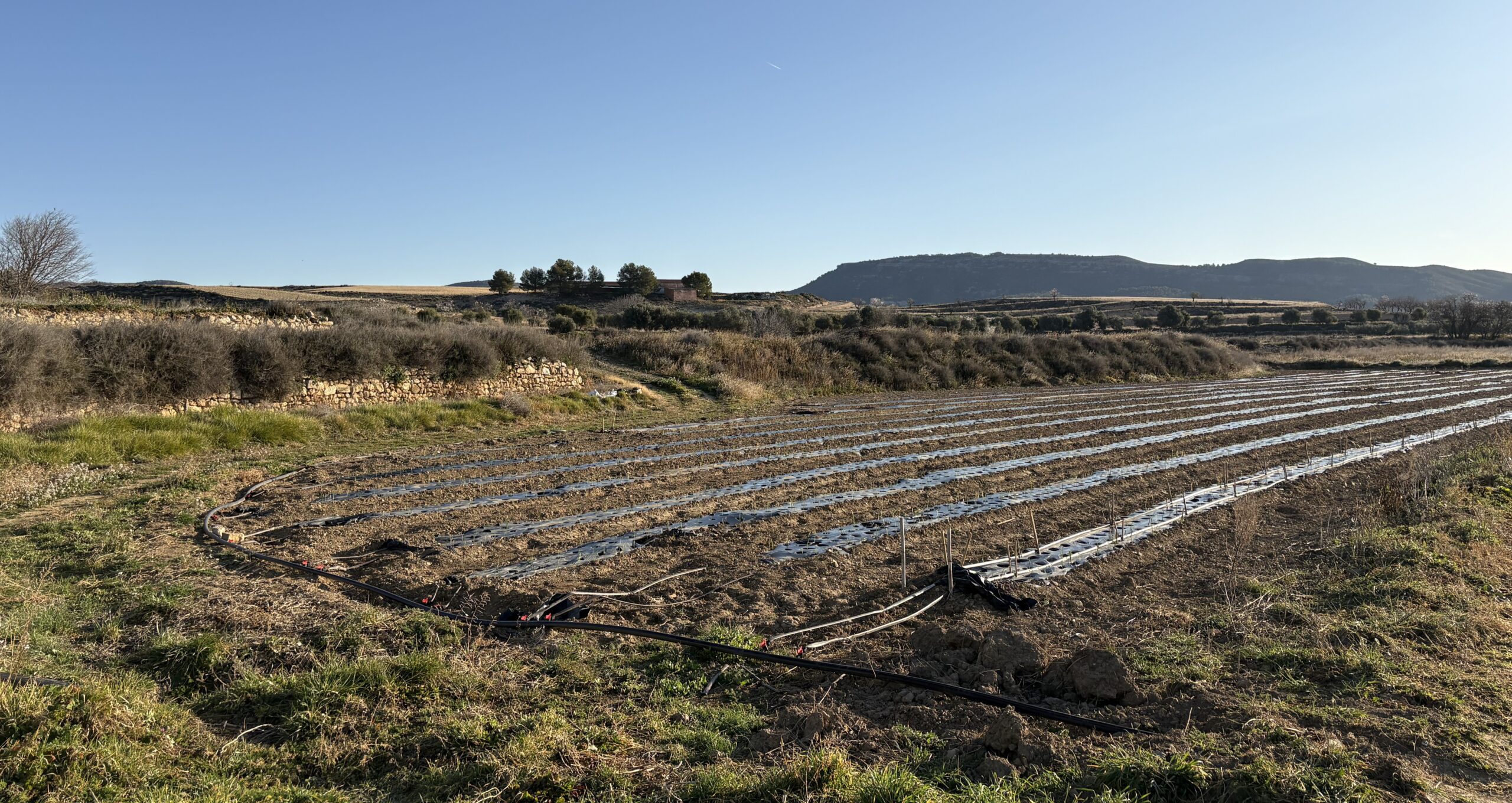 Riego a goteo en las huertas de Apadrinaunolivo.org en Alacón (Teruel)./ A.M.