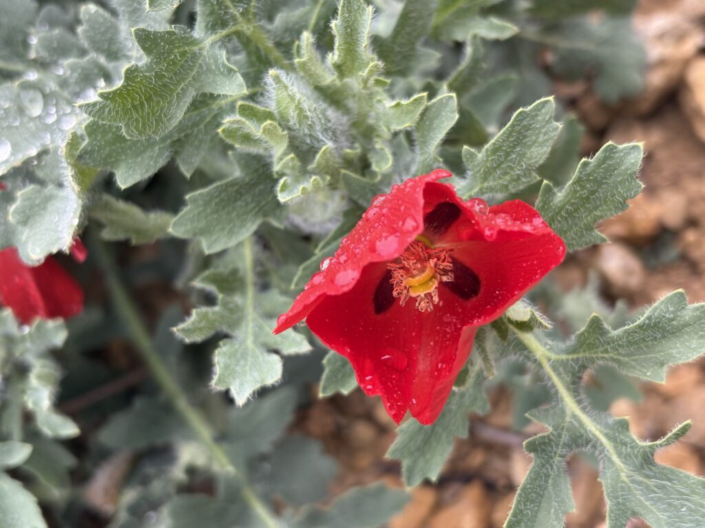 Flores en el olivar./ A.M.