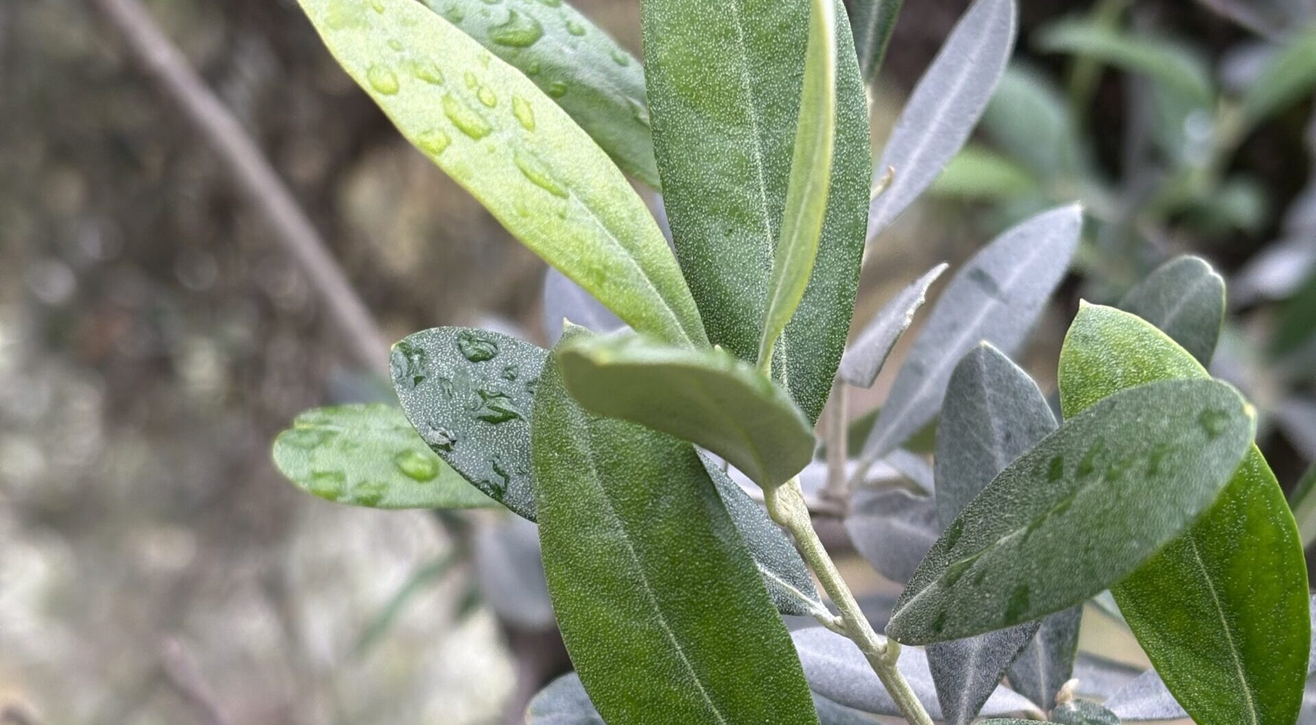 Olivo.