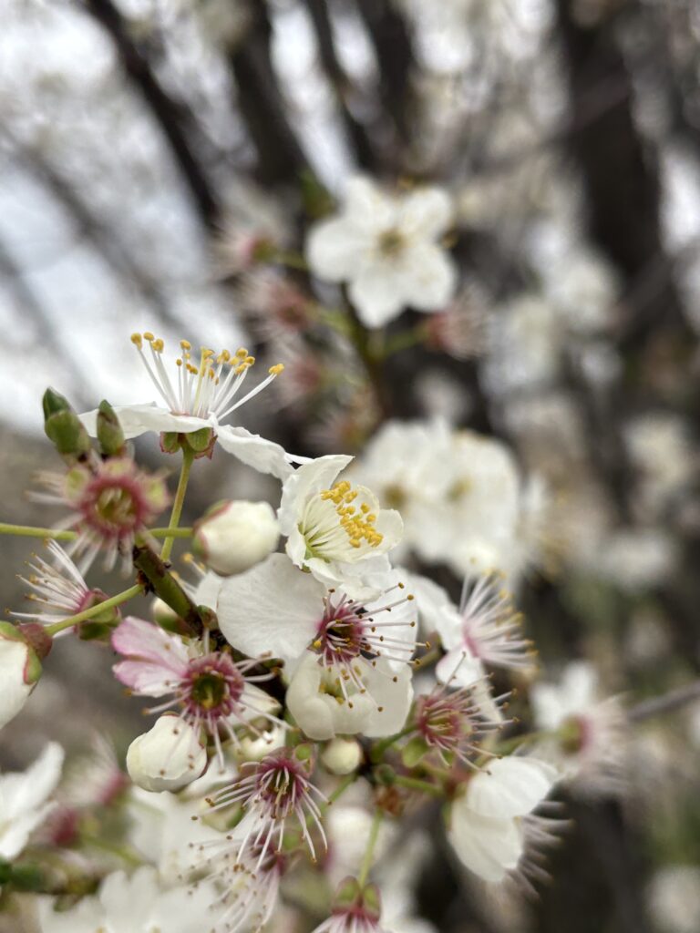 Flores en el olivar./ A.M.