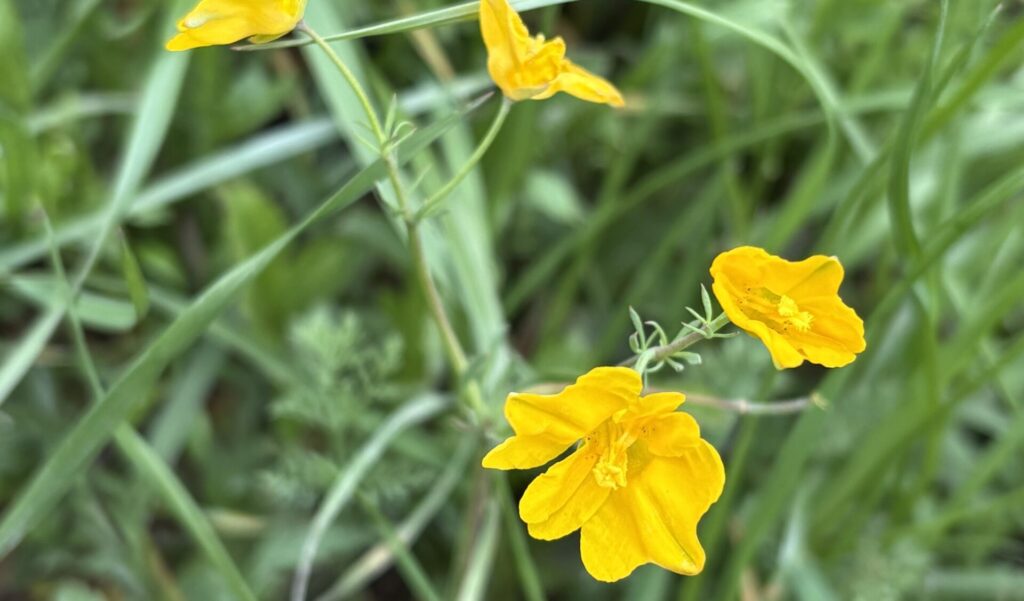 Flores en el olivar./ A.M.