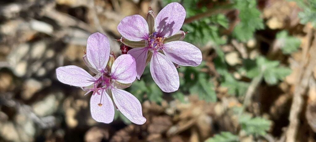 Flores en el olivar./ Emilio Monís