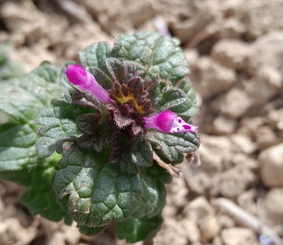 Flores en el olivar./ Emilio Monís