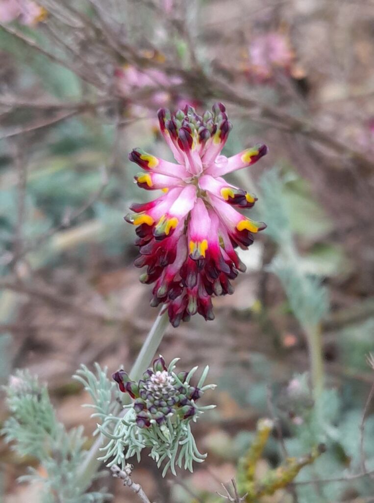 Flores en el olivar./ Emilio Monís
