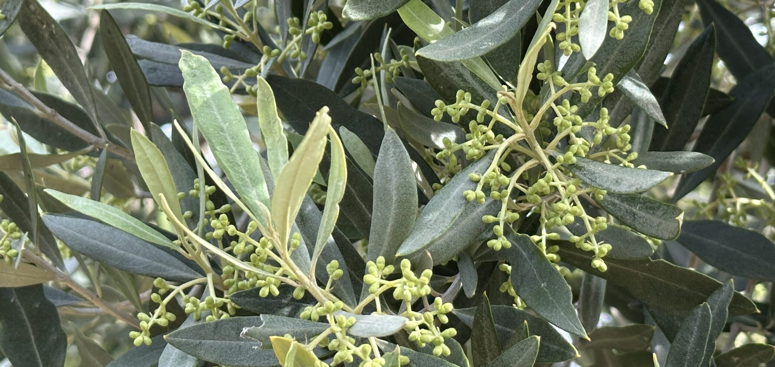 Cadillo, futuras flores del olivo./ E.C.